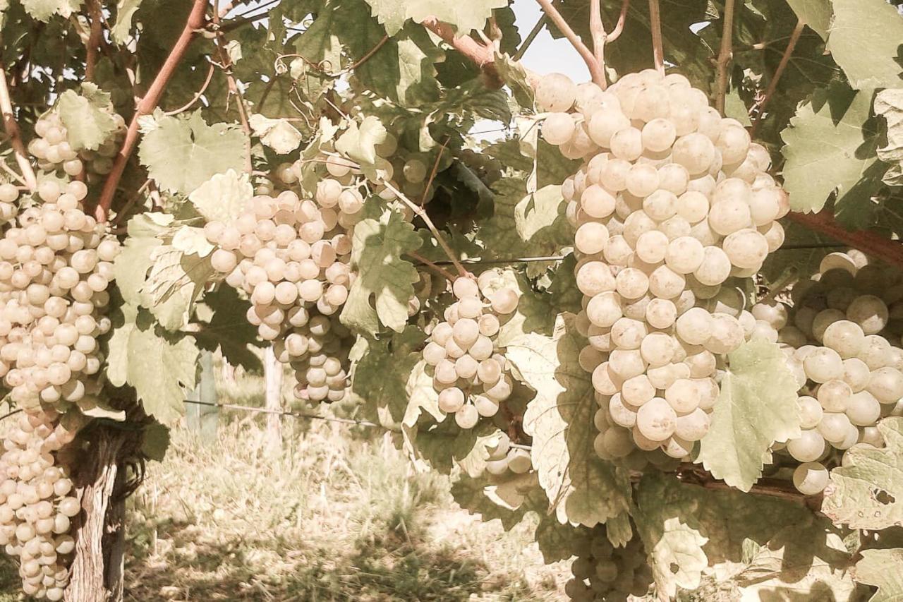 Ferienwohnung Am Weingut Eisenbock Strass  Kültér fotó